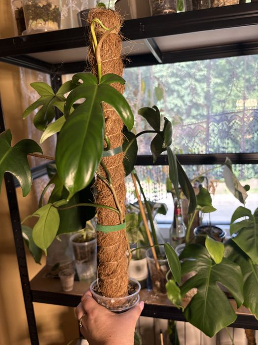 Philodendron florida beauty