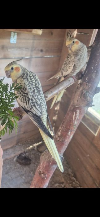 Papugi papuga nimfa 2025