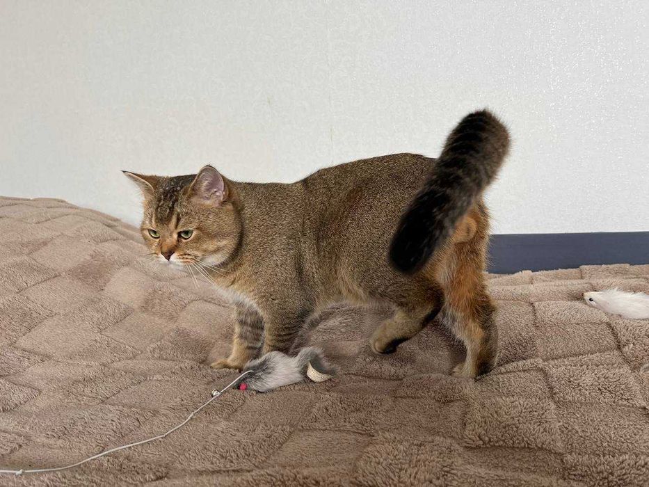 В'язка котів. Шотландський прямовухий кіт, золота шиншила