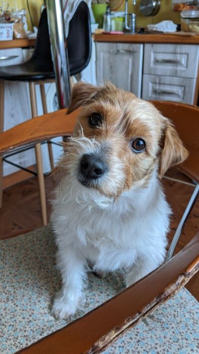 Джек Рассел терьер вязка (Брокен)