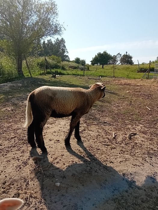 Borrego com 2 meses