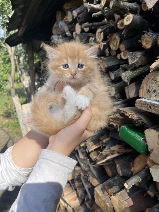 Продам котенка мальчик
