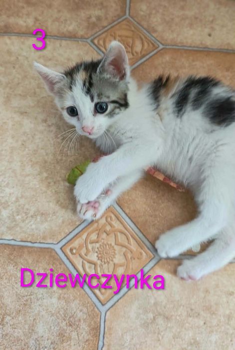 Małe słodziaki szukają domków - do pilnej adopcji