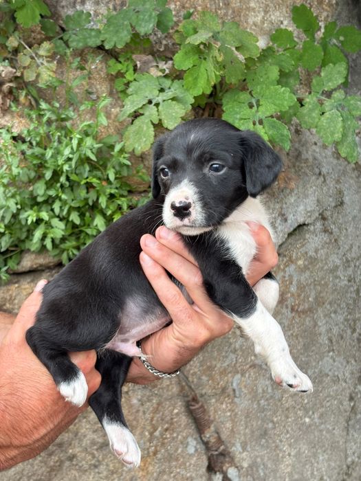 Helio - 2 meses, xEpagneul Breton