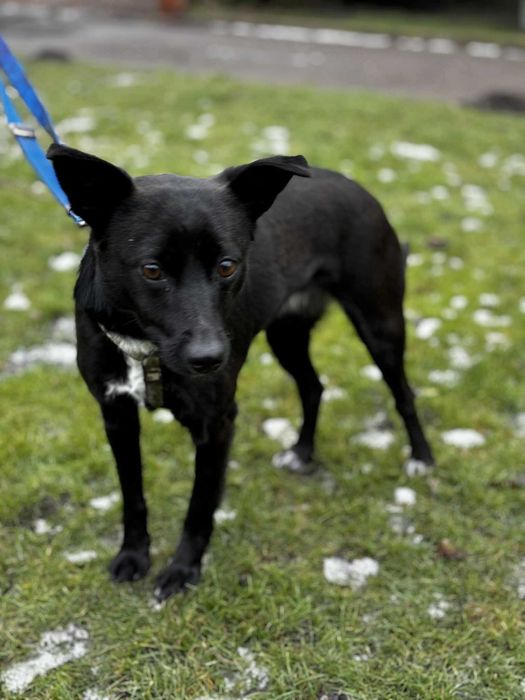 Młodziutka mała sunia czeka na swój dom