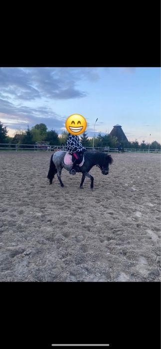 Konik kucyk klacz 100cm na sprzedaż