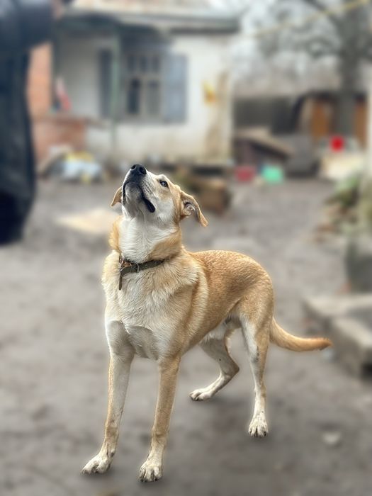 Стёпушка шукає родину