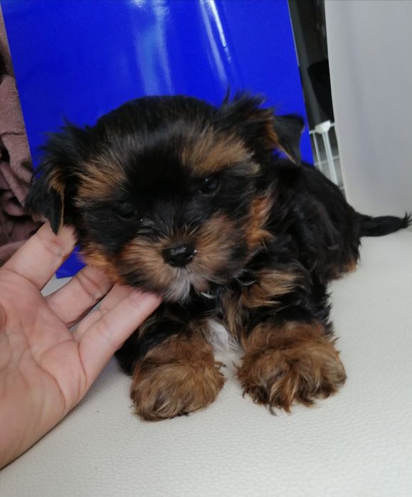 Yorkshire Terrier York szczeniaczek  maluszek