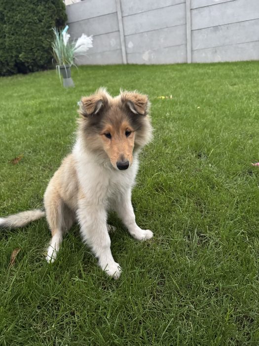 Owczarek szkocki FCI