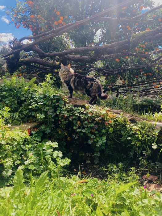 Coisinha Linda & Chancliche – preferencialmente adoção conjunta