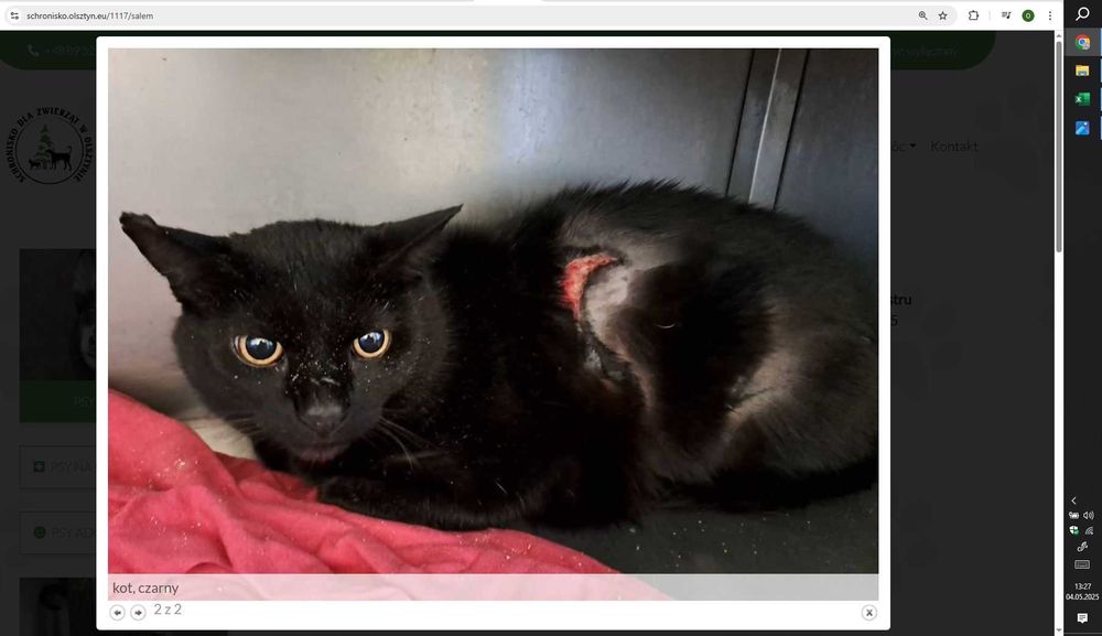 Salem, skazany na klatkę, w schronisku prosi o bezpieczny dom