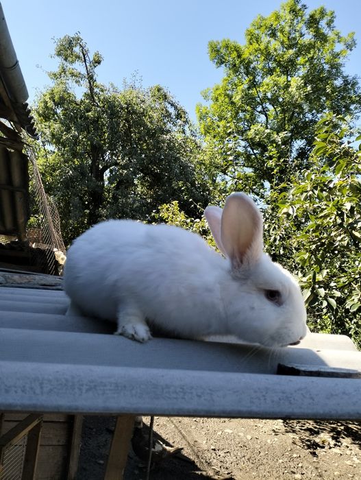 Продам 3 самки 3 самця