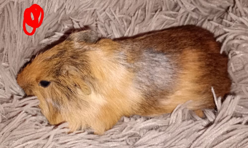 Świnka morska samica gładkowłosa