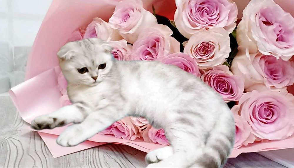 Чистокровна висловуха кішечка  Мілана