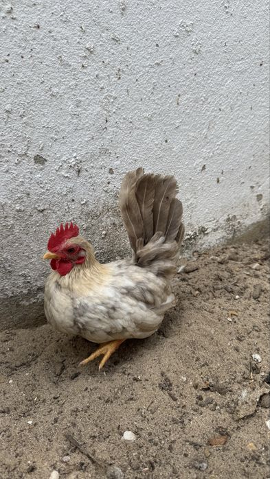 Galitos jovens seramas