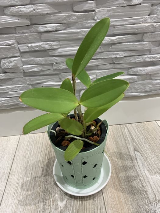 Орхідея Cattleya Forbesii Larissa x self