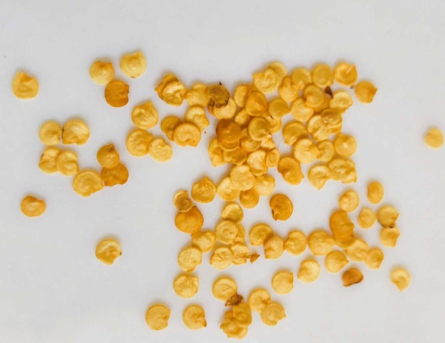 Papryka szpiczasta długa - nasiona