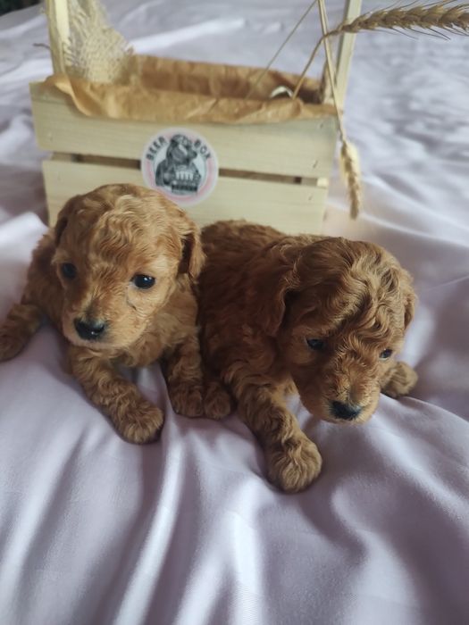 Той пудель дітки.