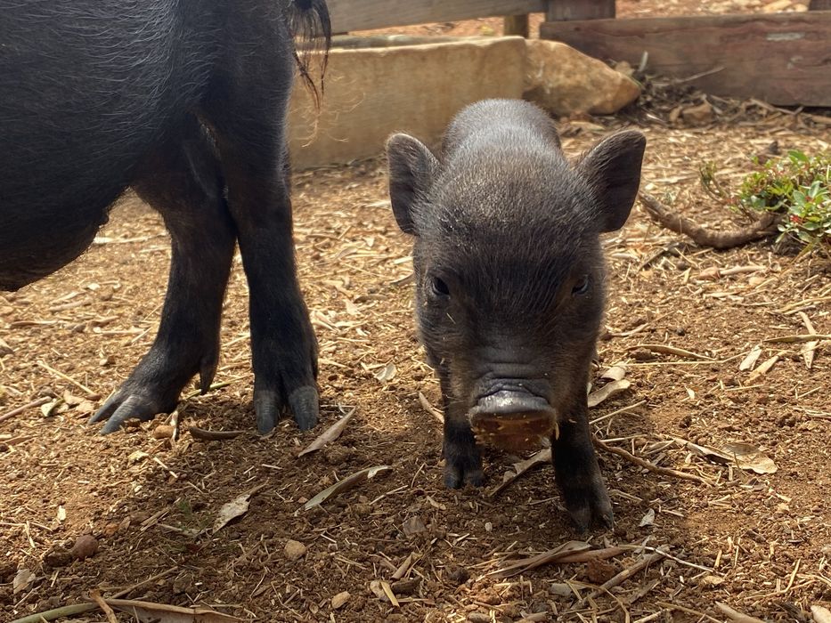 Porquinhos vietnamitas - mini pigs