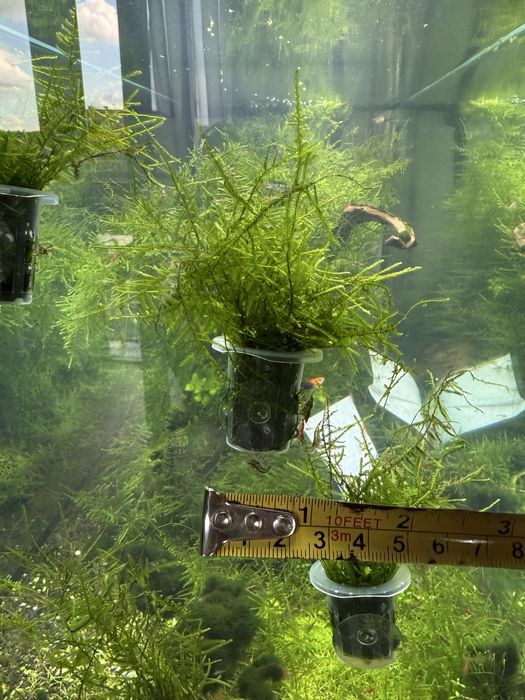 Kubeczek z mchem meacock moss