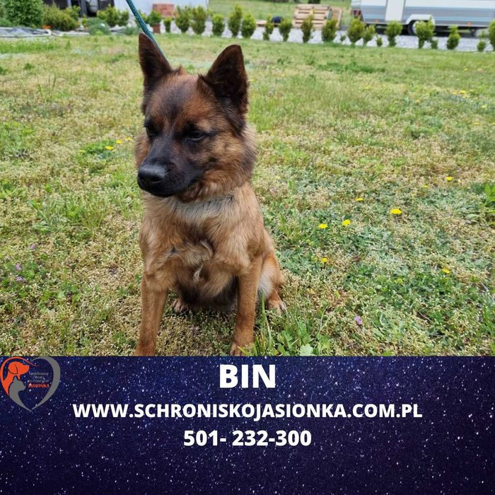 BIN do adopcji – Schronisko Jasionka
