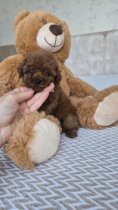 Дівчинка той пудель, toy poodle,  Teacup poodle. Доставка по Україні та світу