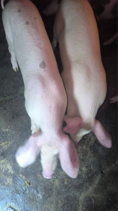 Vendo porcos ja grandinhos cerca de 40kg