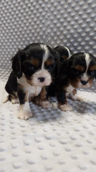 Cavalier King charles spaniel- urocze maluchy