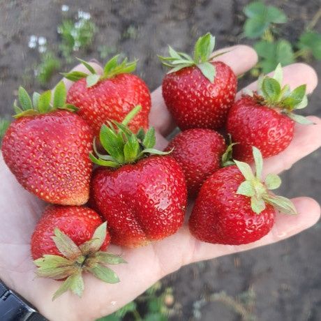 Полуниця Мармелада саджанці