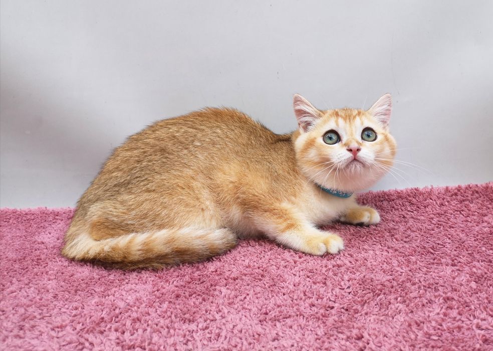 ЗЕЛЕНОГЛАЗЫЙ золотой мальчишка ny12 от привозных родителей