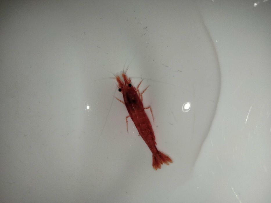 Продам акваріумних мешканців