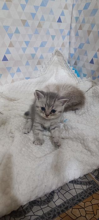 Породисті кошенята