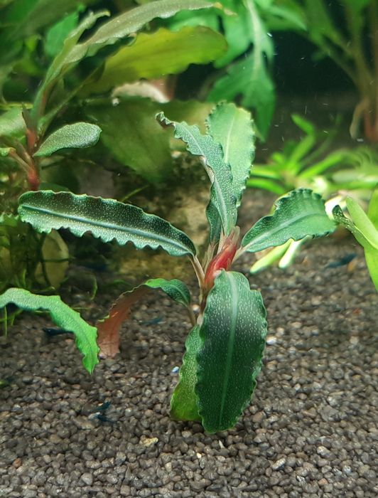 Roślinki Bucephalandra.