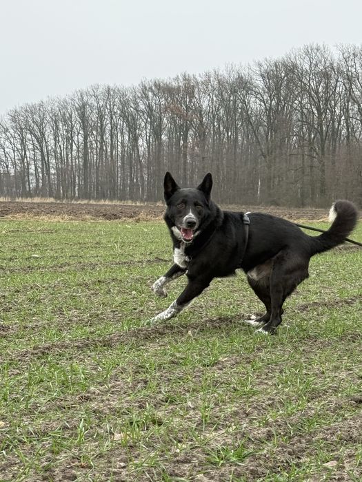 KORNEL do pilnej adopcji!