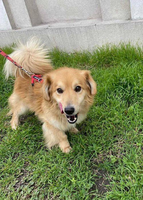 Boguś do adopcji pies Kalisz Wrocław Poznan Łodz