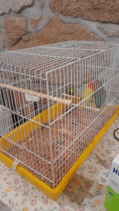 Casal de agapornis troco