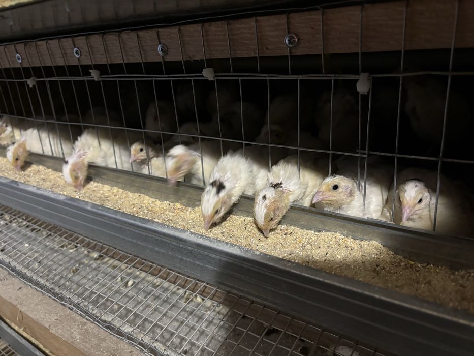 Перепілка несучка та  підрощені «техасець»