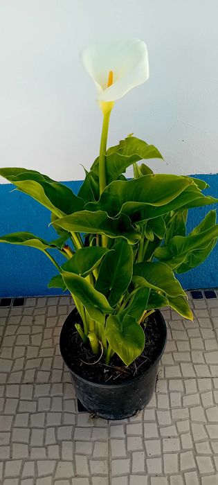 Planta jarro branco lirio calla, zantedeshia