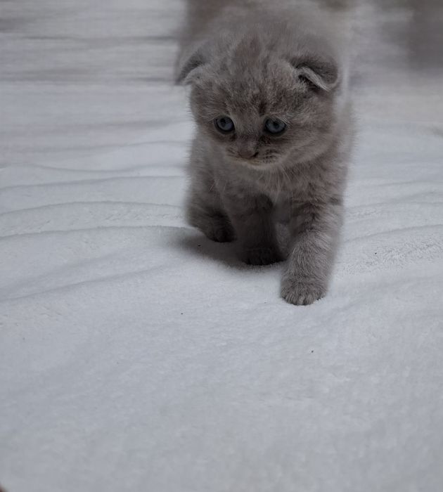 шотландські котята