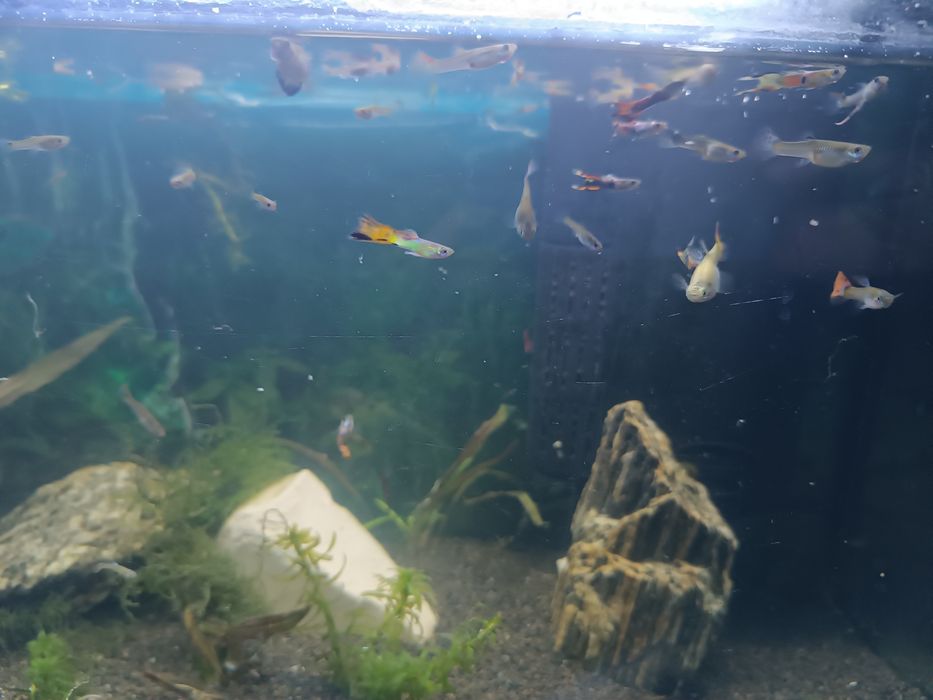 Rybki akwarium gupiki 20szt