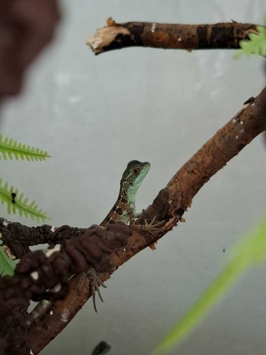 Bazyliszek płatkogłowy (Basiliscus plumifrons)