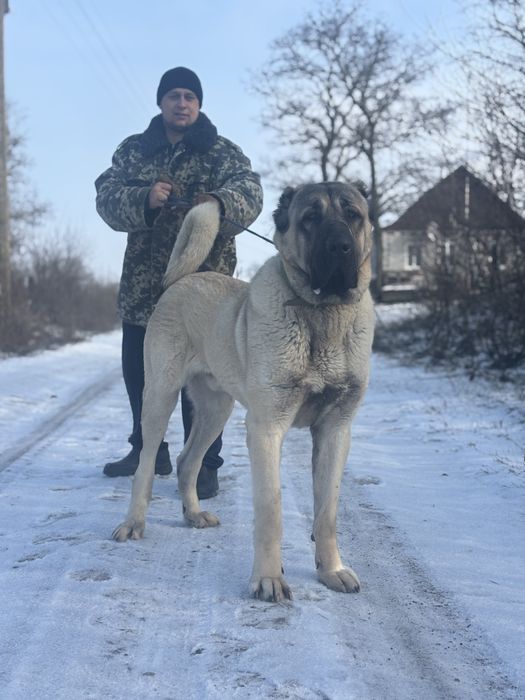 Турецький Кангал, вʼязка.