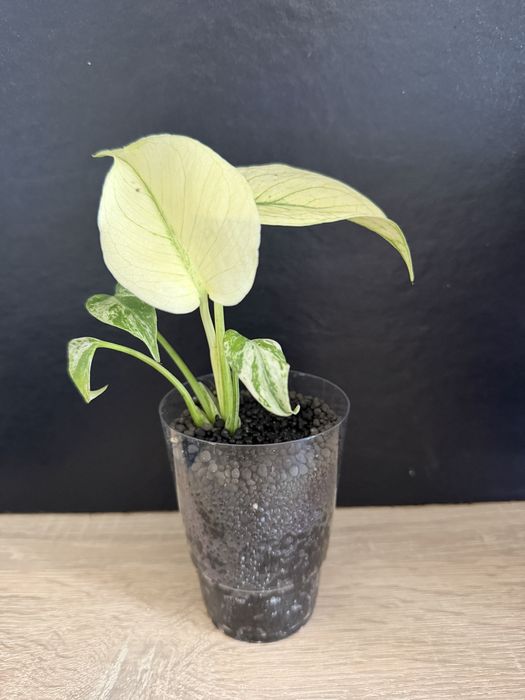 Monstera white monster