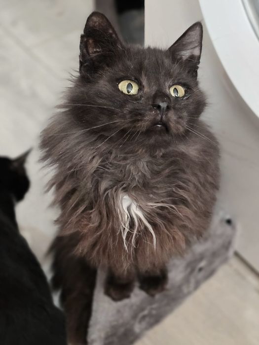 Dalia szuka domu - czy zdarzy się świąteczny cud