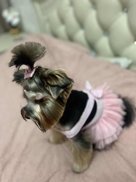 Гарнючі цуценята йоркшерський терьер