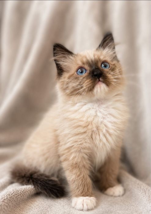 Kocurek rasy Ragdoll