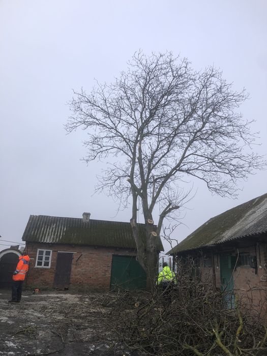 Зрізання дерев, обрізка валка дерев, спилювання, чистка