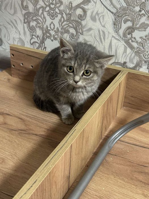 Віддам кошеня 2.5 місяці в добрі руки