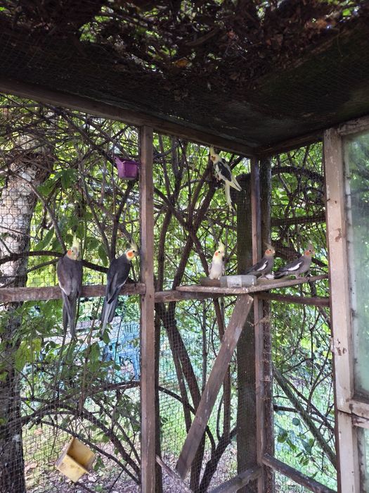 Papuga nimfa papugi nimfy młode