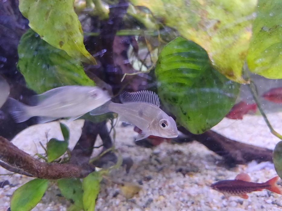 Ziemiojad geophagus sveni 3 szt młode 4-6 cm